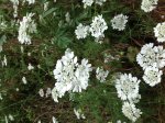 Orlaia grandiflora (Lappola bianca)